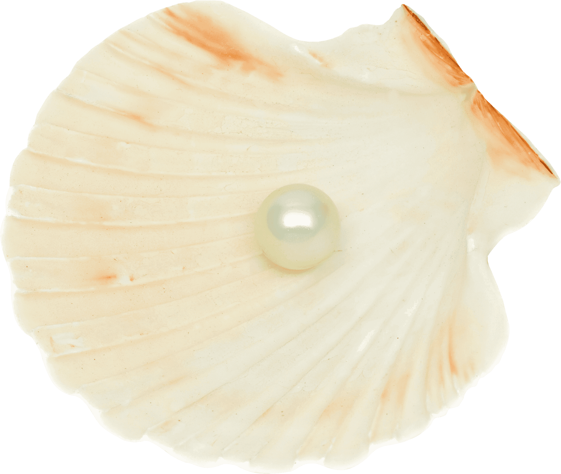 Pearlon Scallop Shell PNG