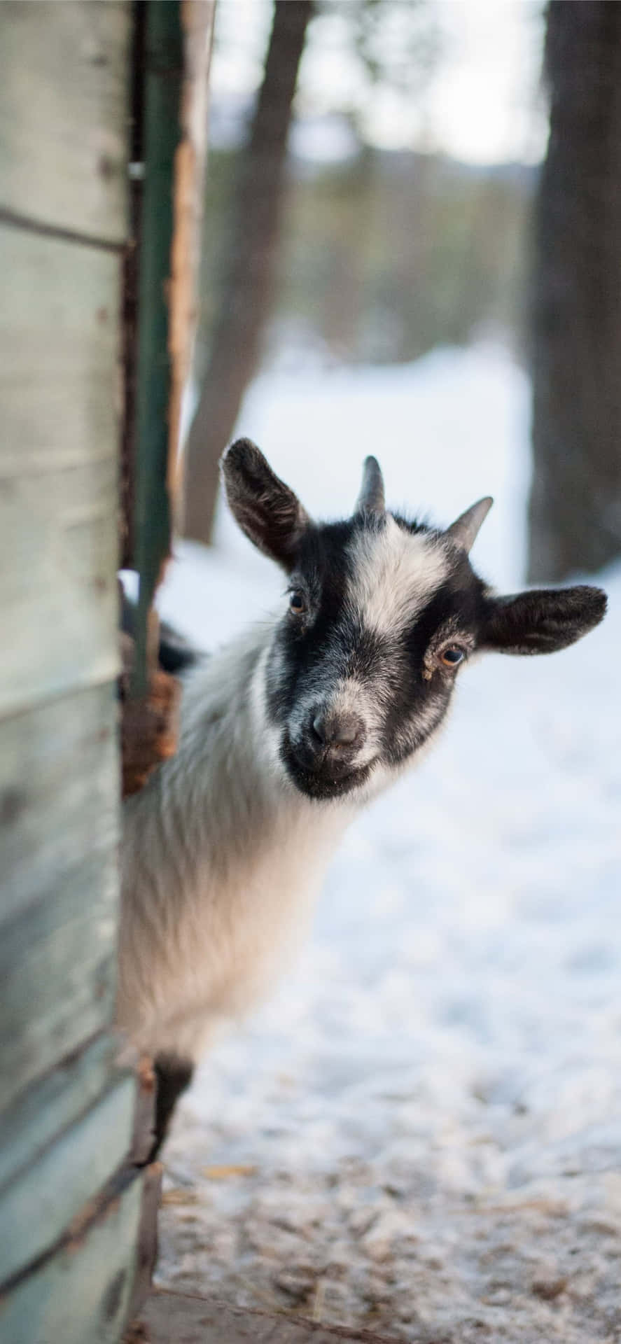 Chèvre Jouant À Cache-cache Dans La Neige Fond d'écran