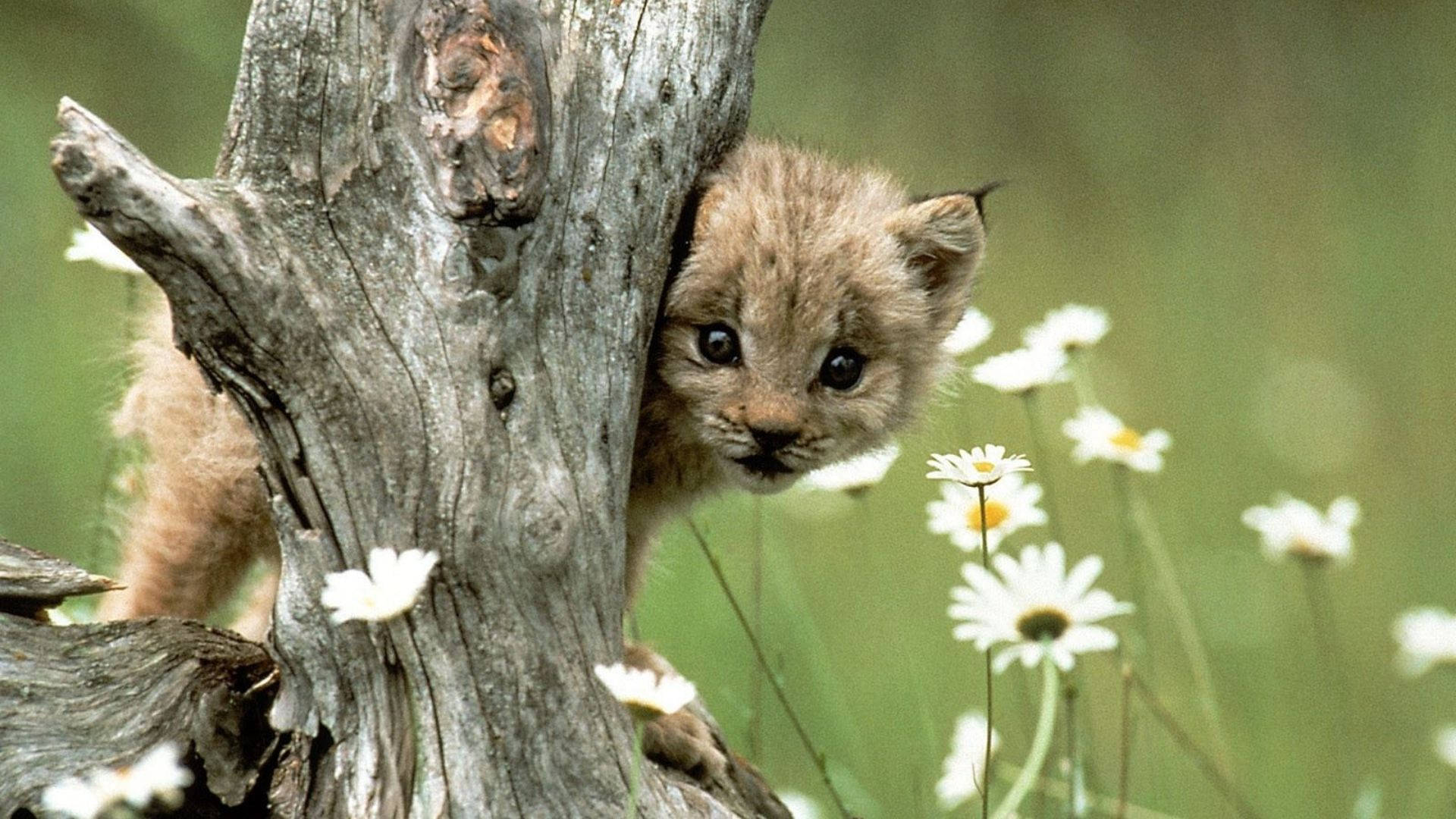 Peeking Baby Animal Cheetah Wallpaper