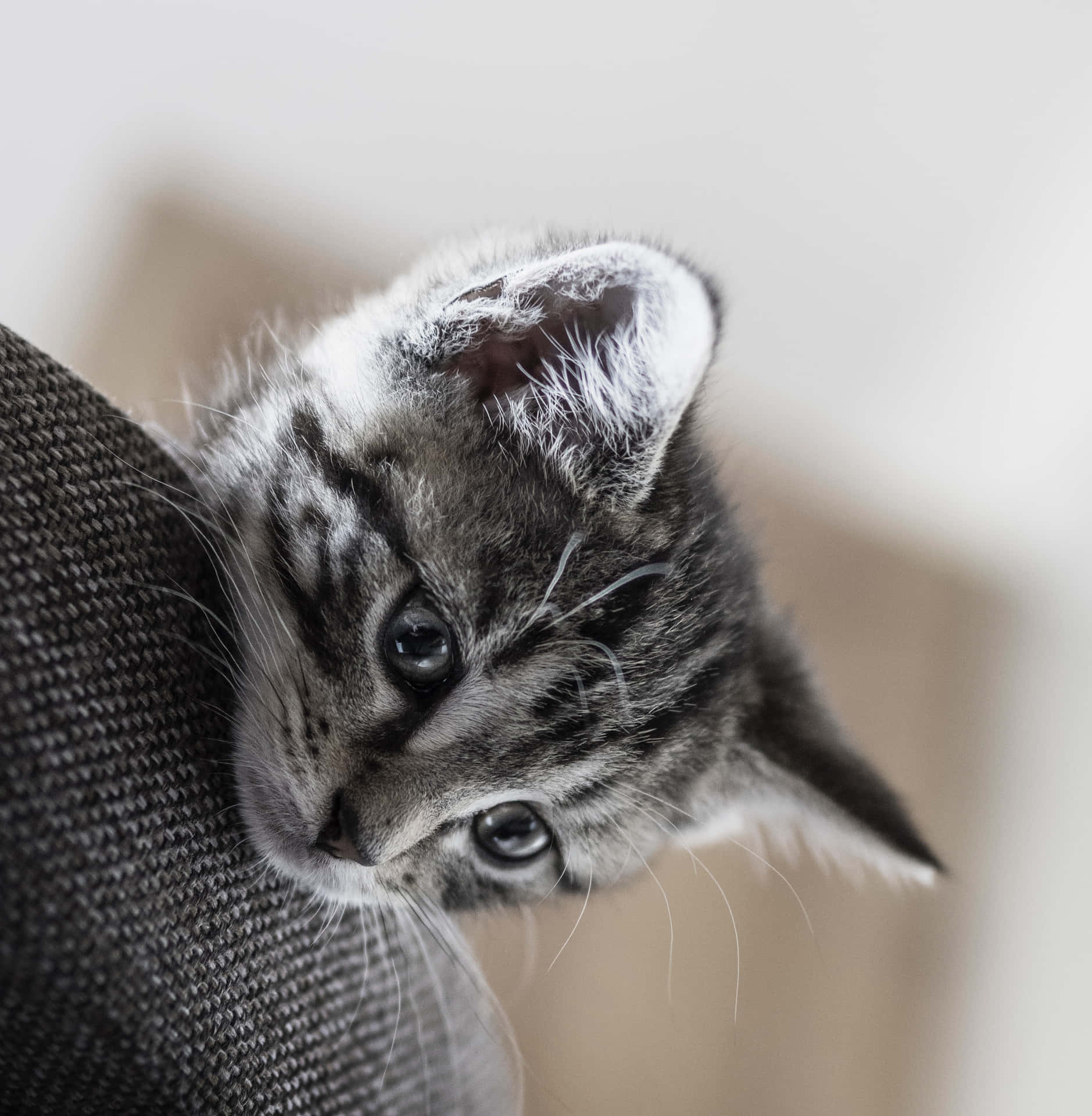 Peeking Cute Cat Pfp Wallpaper