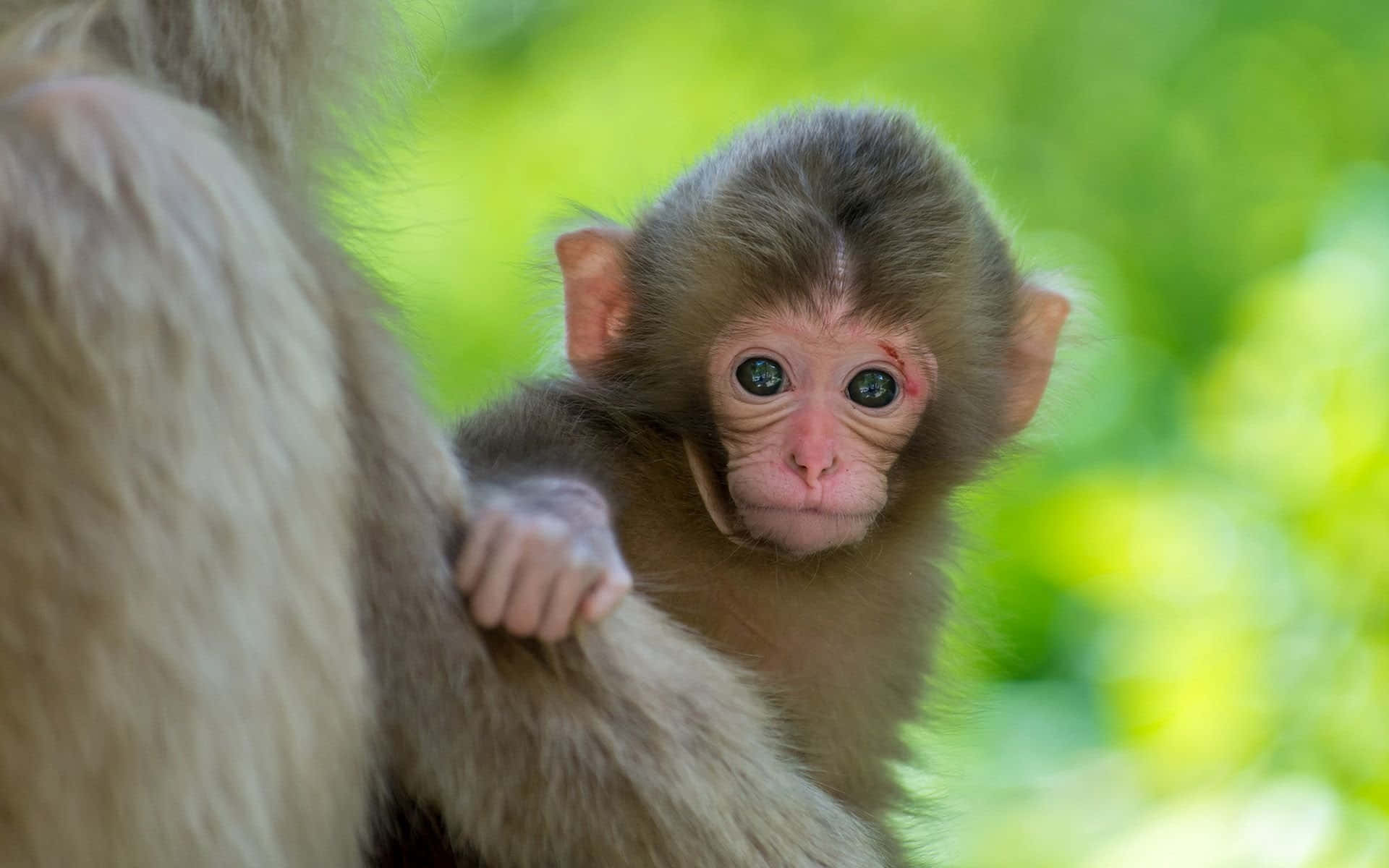 Peeking Cute Monkey Photo Wallpaper