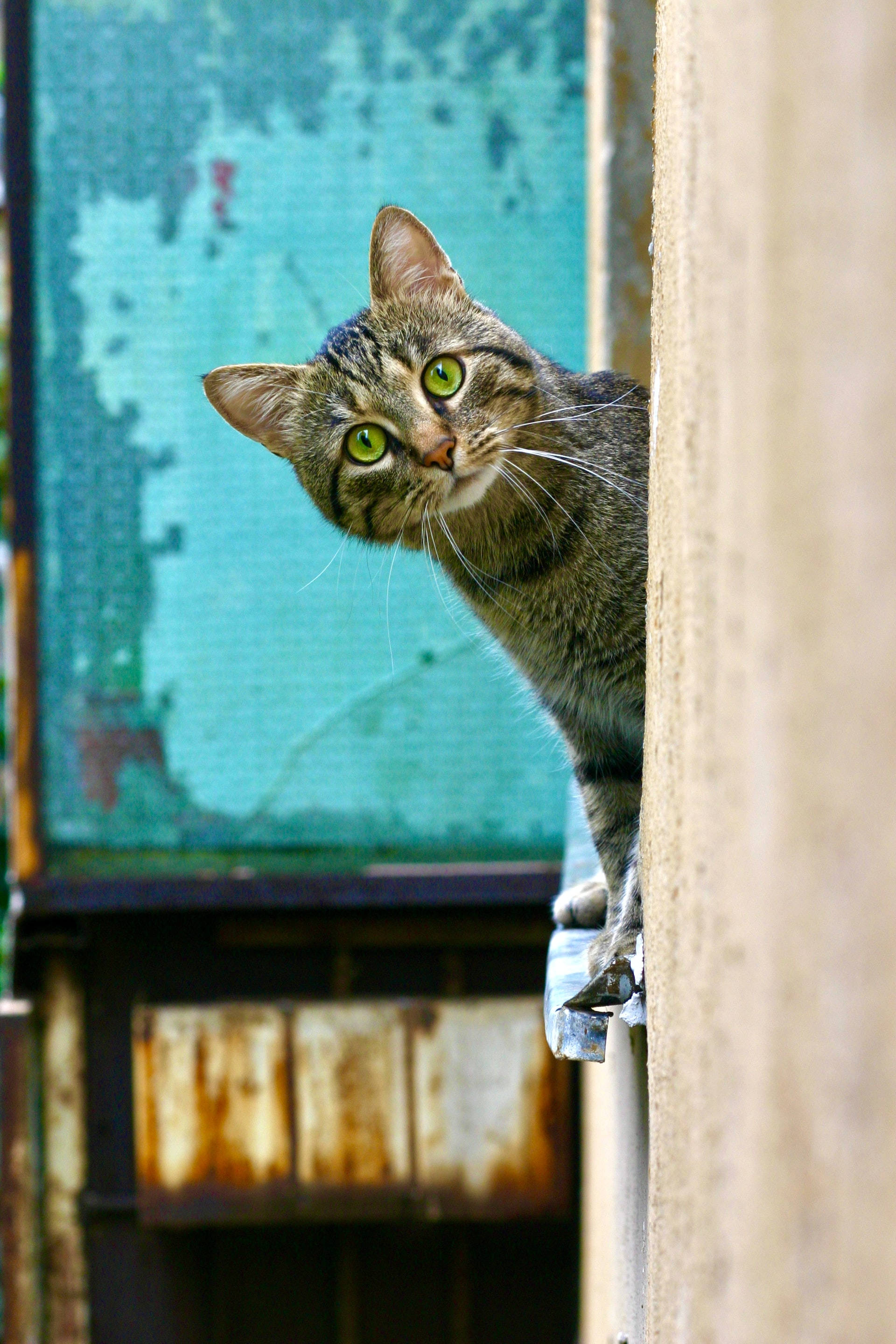 Peeking Cute Tabby Cat PFP Wallpaper
