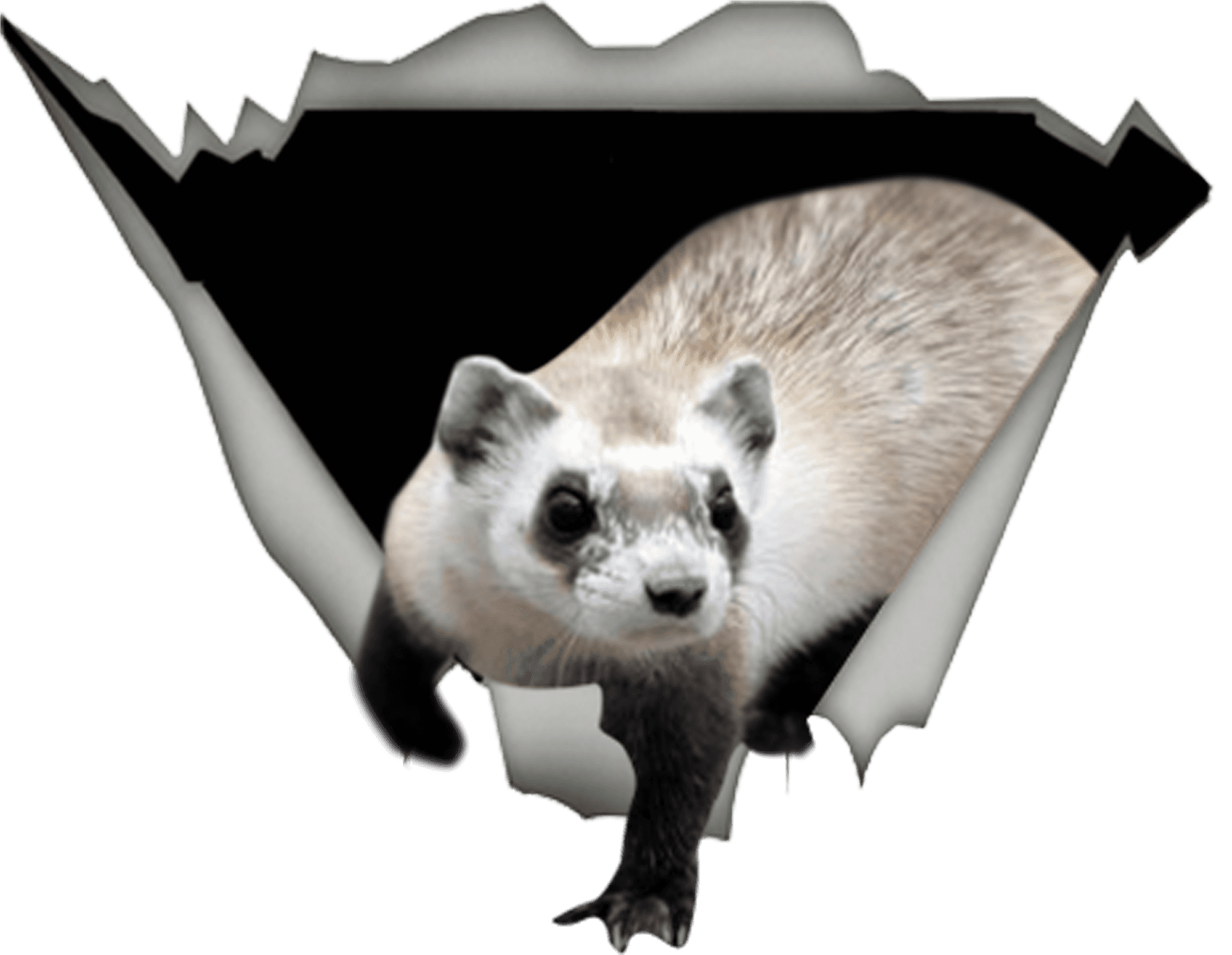 Peeking Ferret Graphic PNG