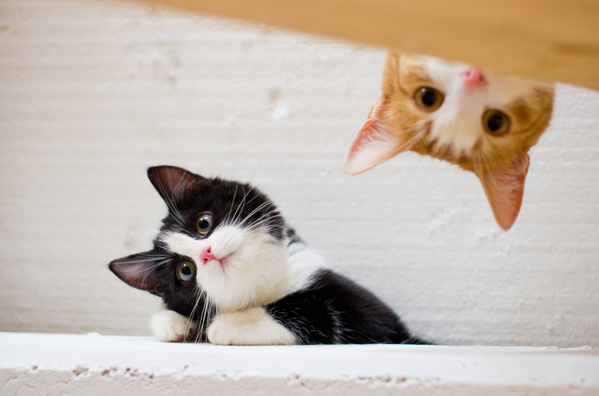 Peeking Kittens On The Ceiling Wallpaper