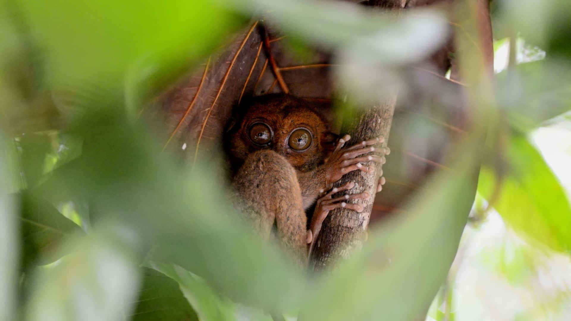 Tarsier Espionnant Dans La Nature Fond d'écran