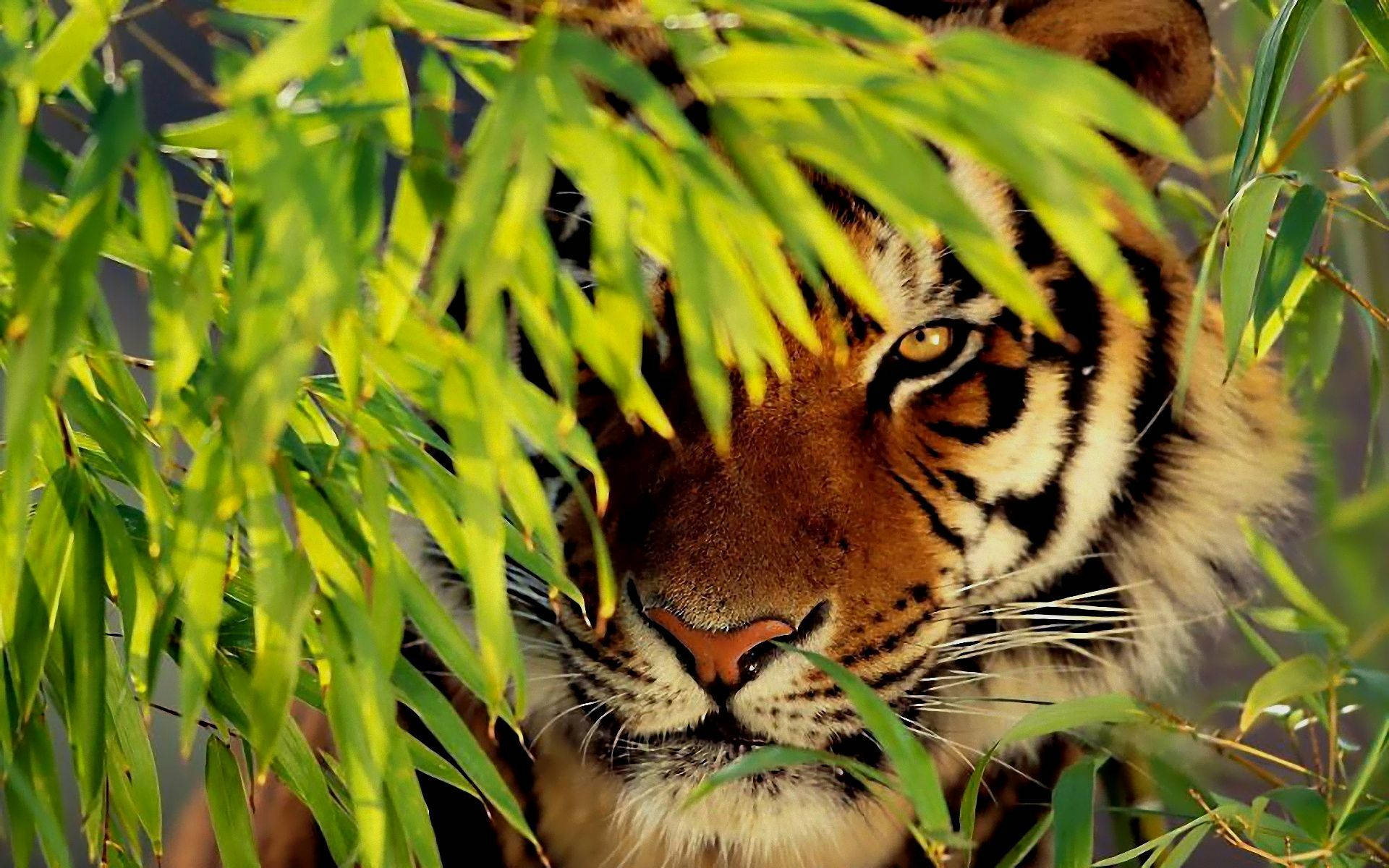 Peeking Tiger Iphone Wallpaper
