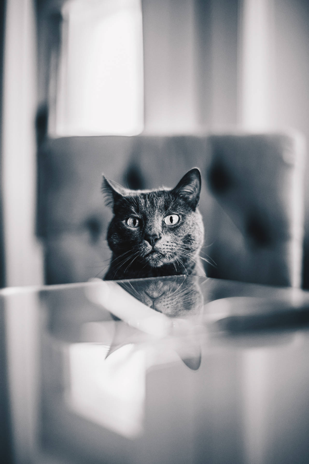 Image  A gray cat peering curiously. Wallpaper