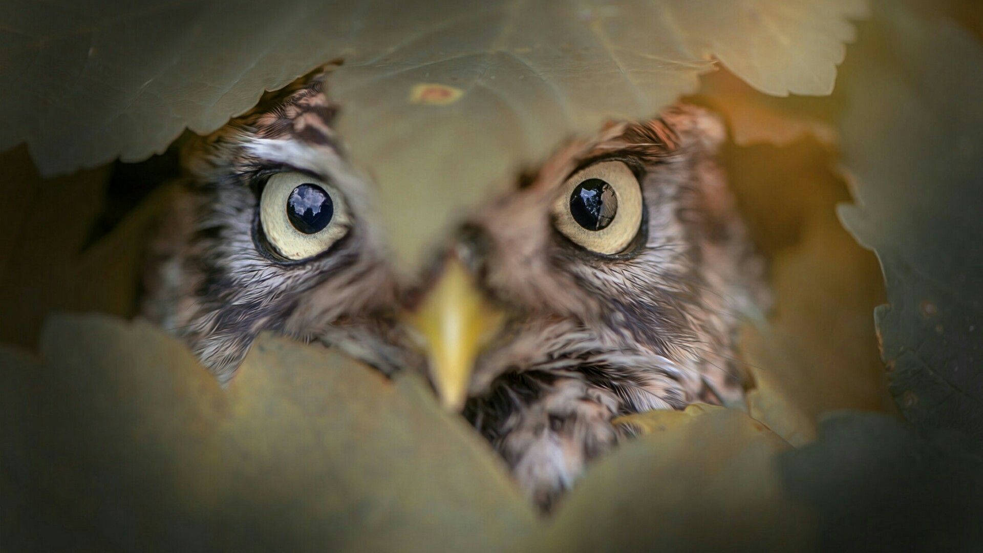 Peeping Owl Behind Leaves