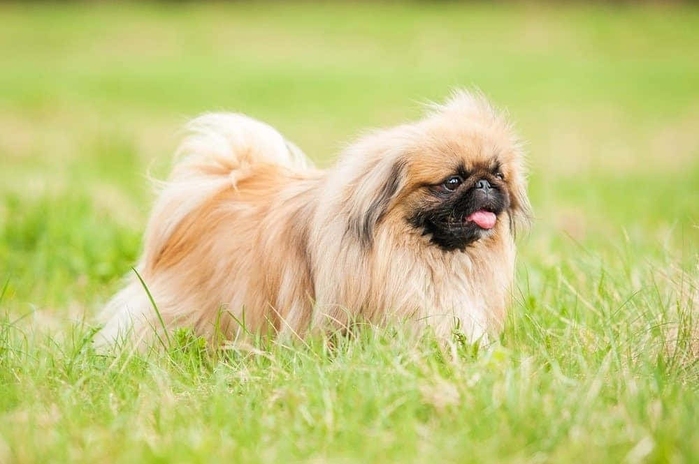 "Grinning Pekingese Puppy Giving Every Imaginable Kind of Cuteness"