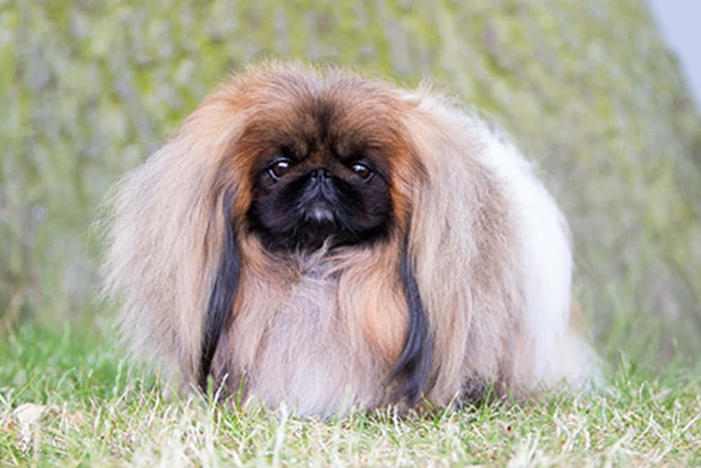 A cute Pekingese pup patiently waiting for a walk
