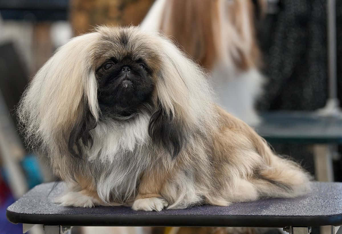 A Dog Sitting On A Chair At A Dog Show