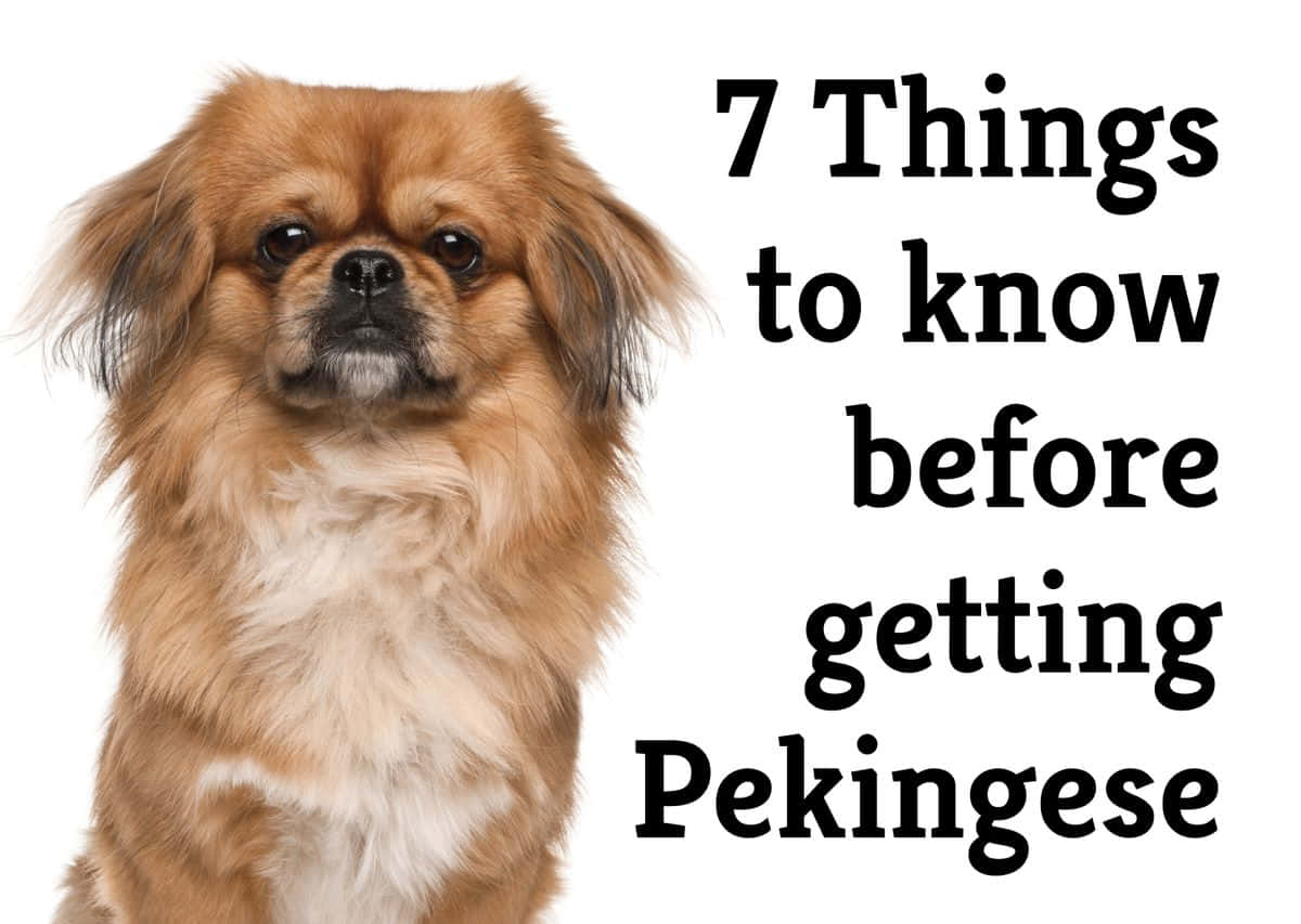 7 Things To Know Before Getting A Pekingese
