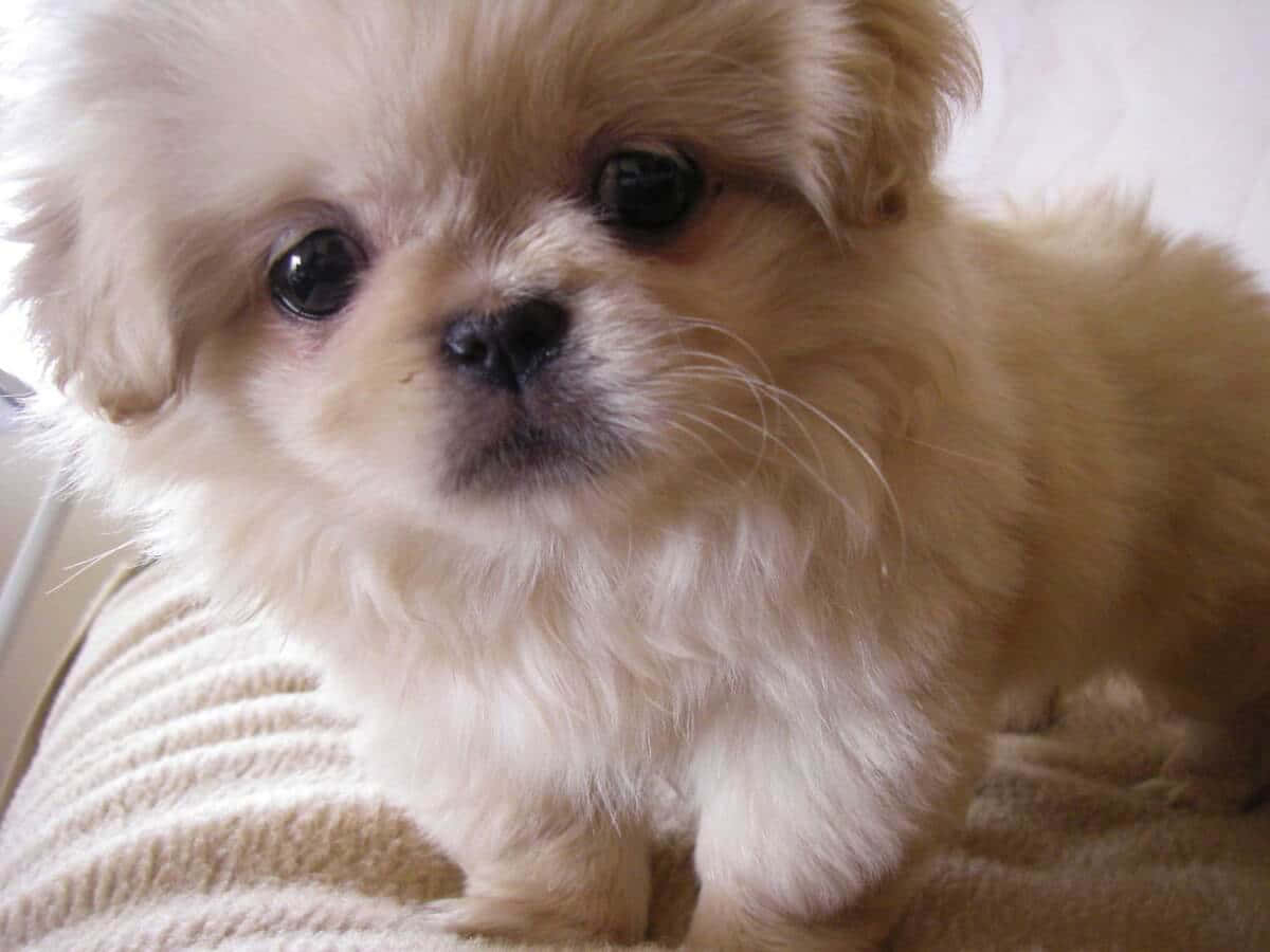 A cute Pekingese pup looks into the camera