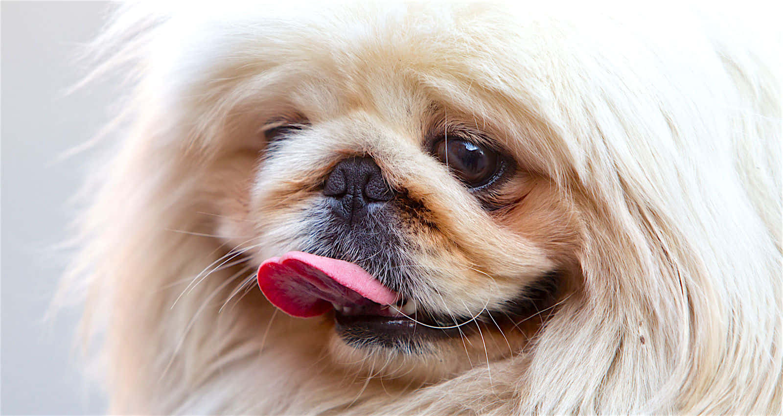 A gorgeous Pekingese pup hangs out on the couch