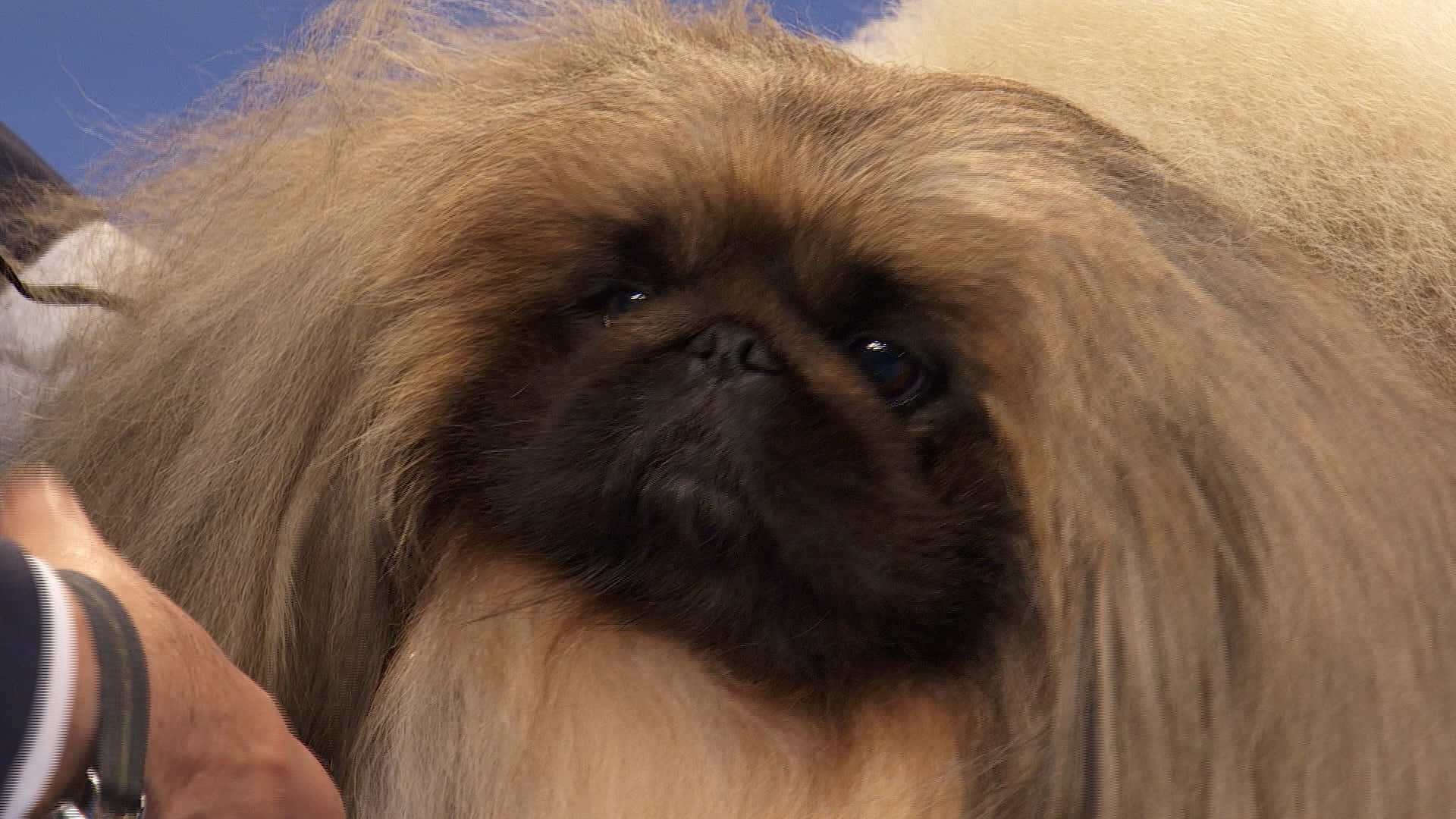 A Pekingese Dog Being Cuddled by Its Owner