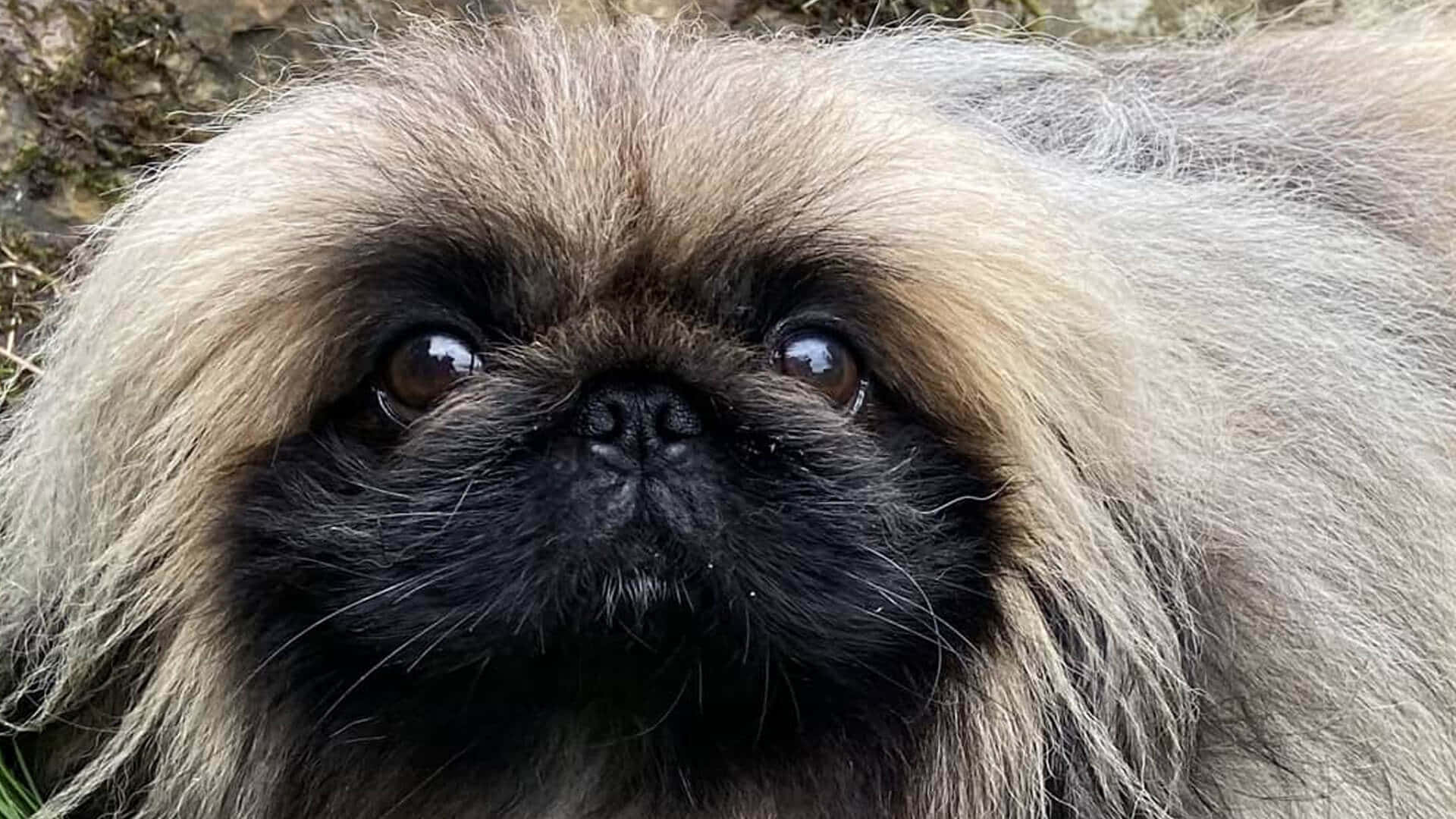 A cute and fluffy Pekingese ready for a cuddle