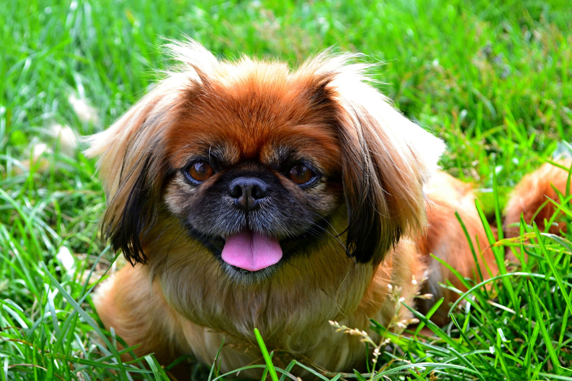 An adorable Pekingese looking up with bright eyes