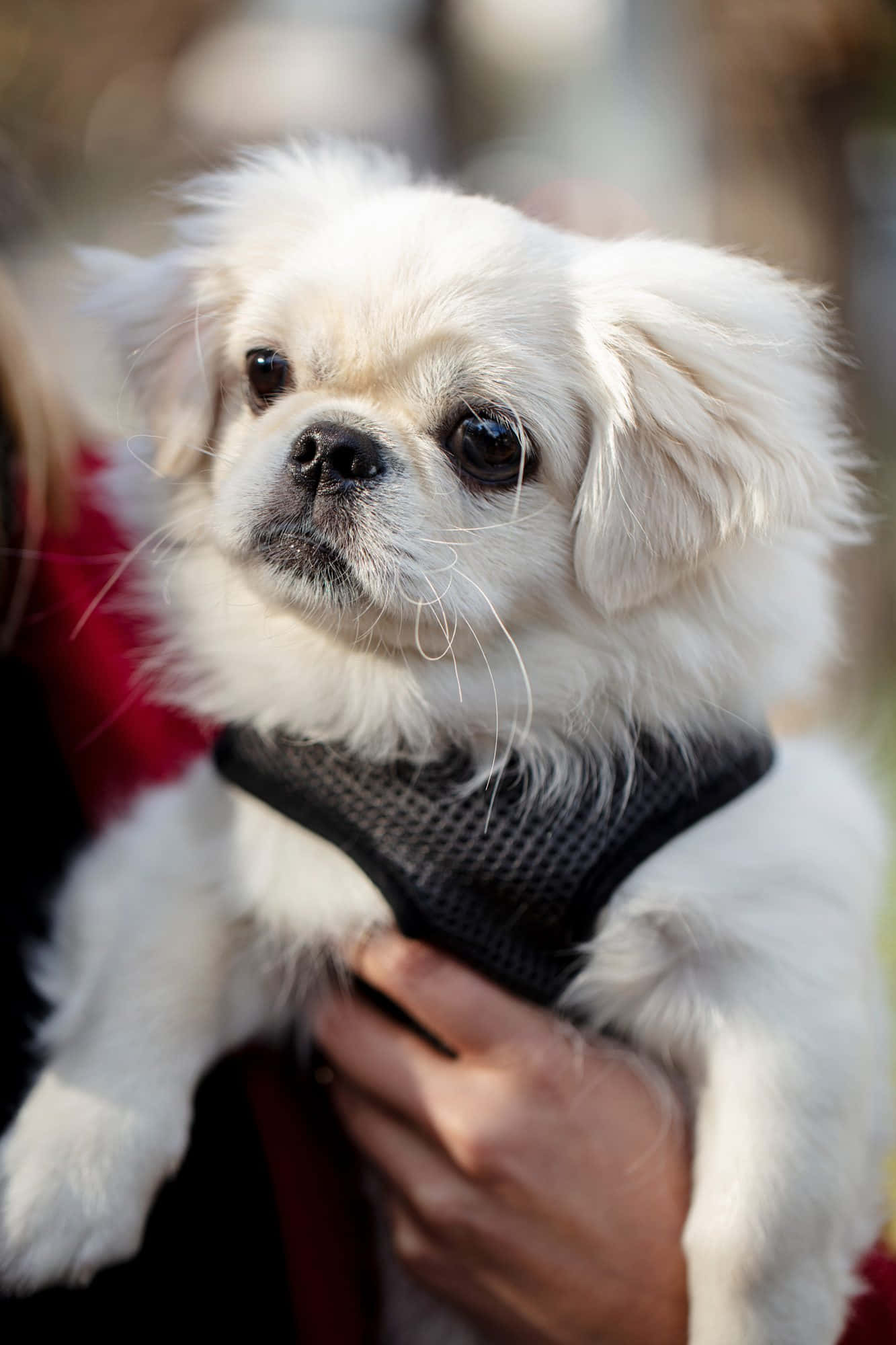 A content and loyal Pekingese dog