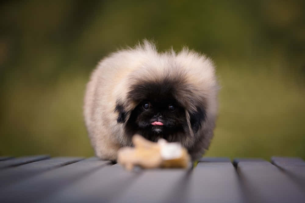 Two regal and loyal Pekingese dogs