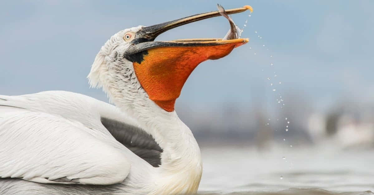Pelican Catching Fish Moment Wallpaper