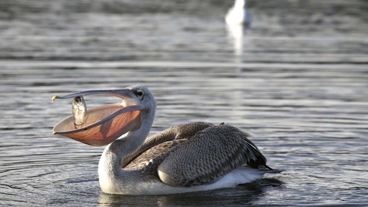 Pelican Catching Fishin Beak.jpg Wallpaper