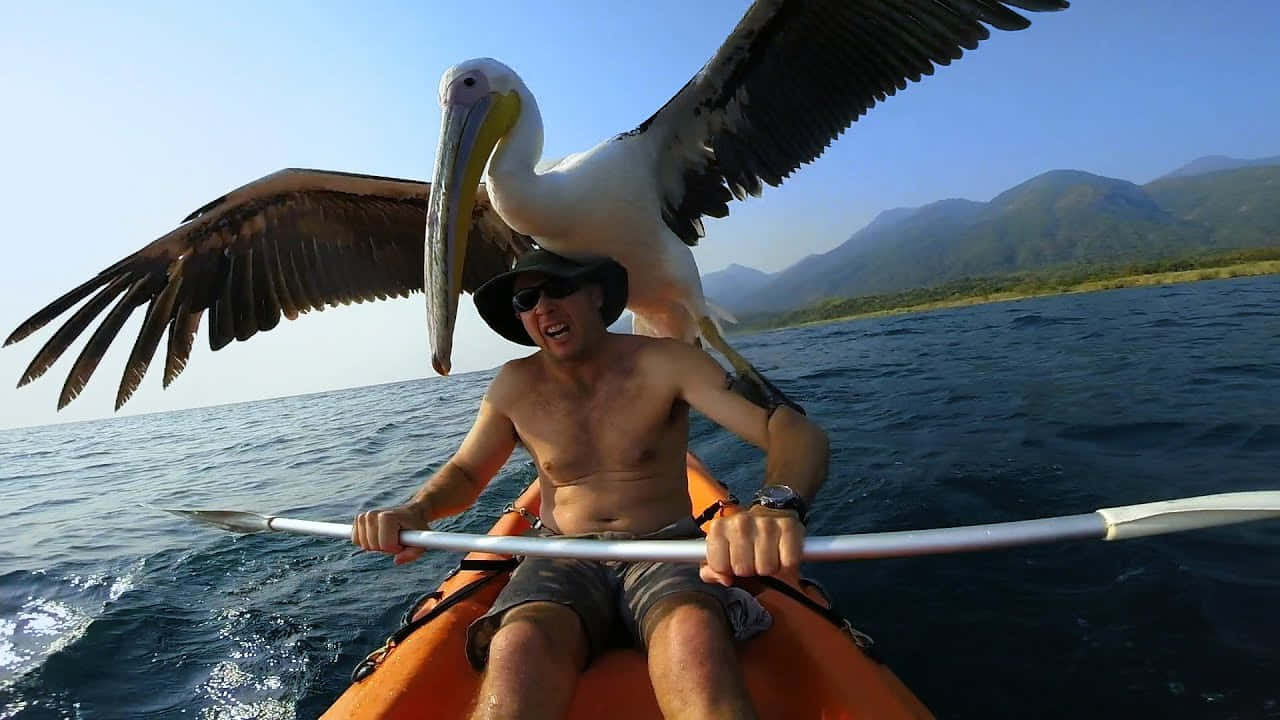 Pelican Encounter Kayaking Adventure Wallpaper