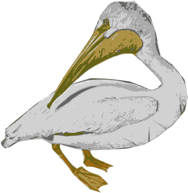 Pelican Illustration Artwork PNG