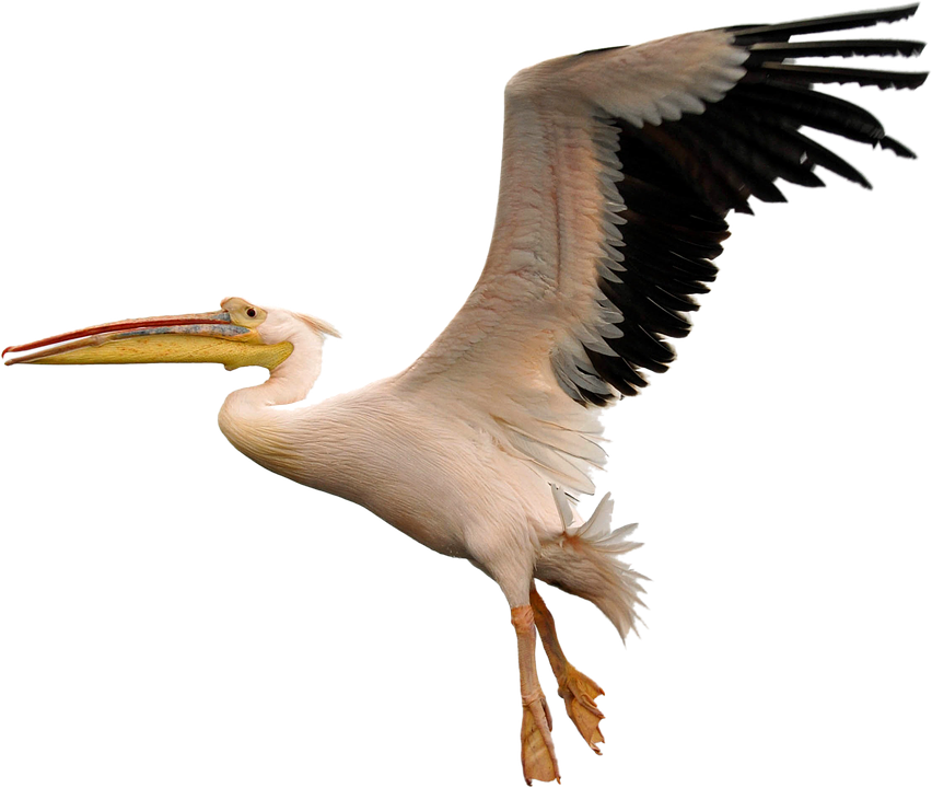 Pelican In Flight.png PNG