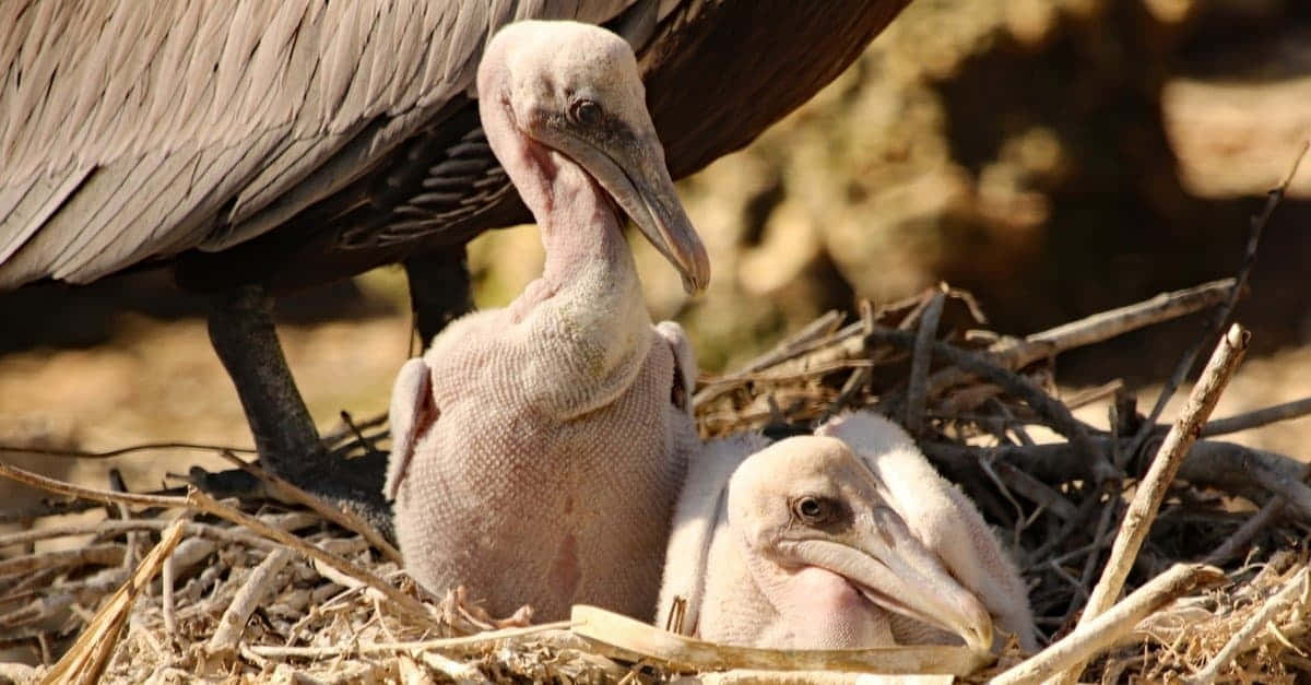 Pelican Parentand Chicksin Nest.jpg Wallpaper