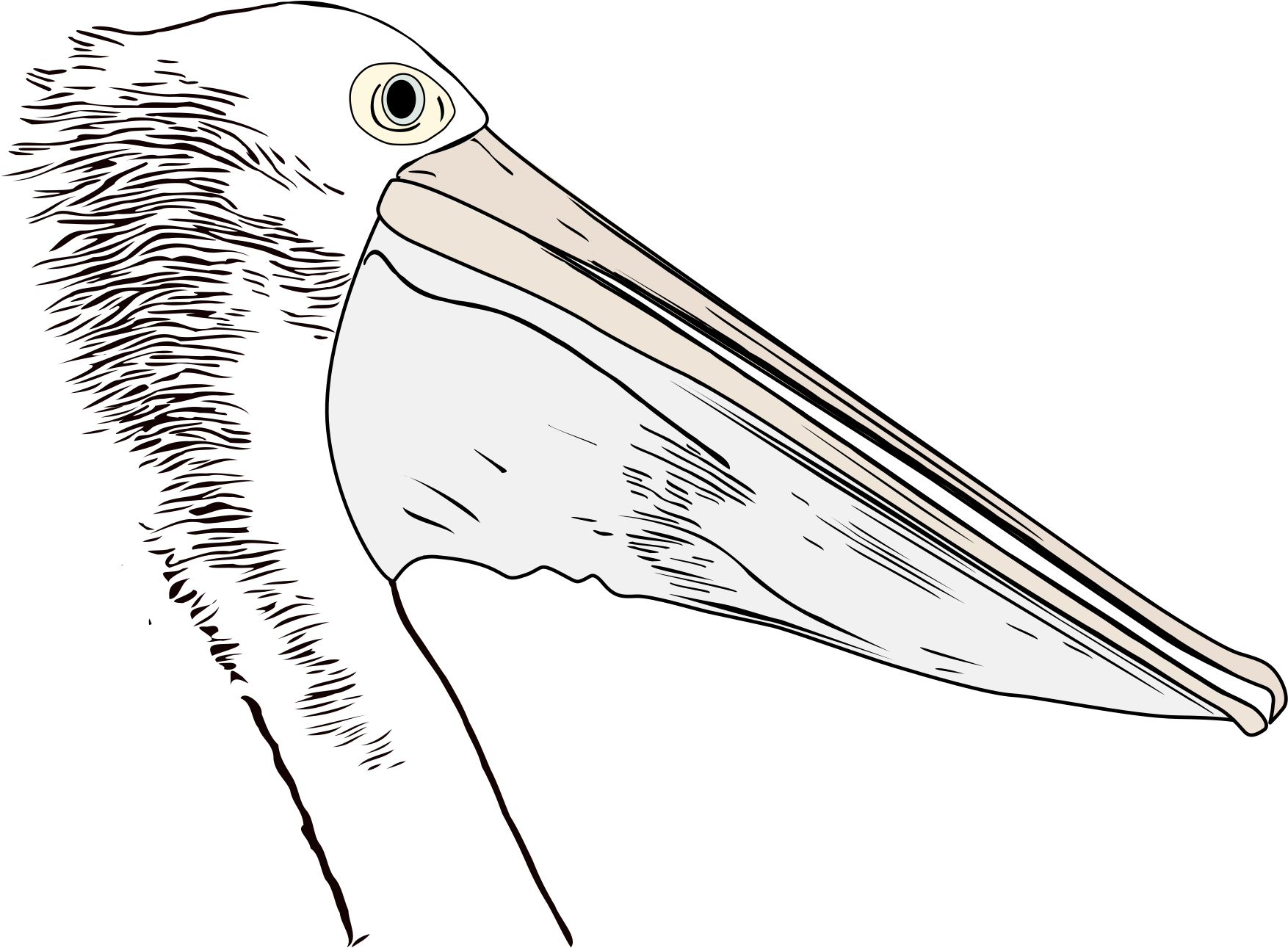 Pelican Profile Illustration PNG