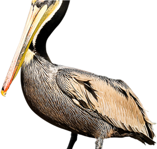 Pelican Profile Portrait PNG