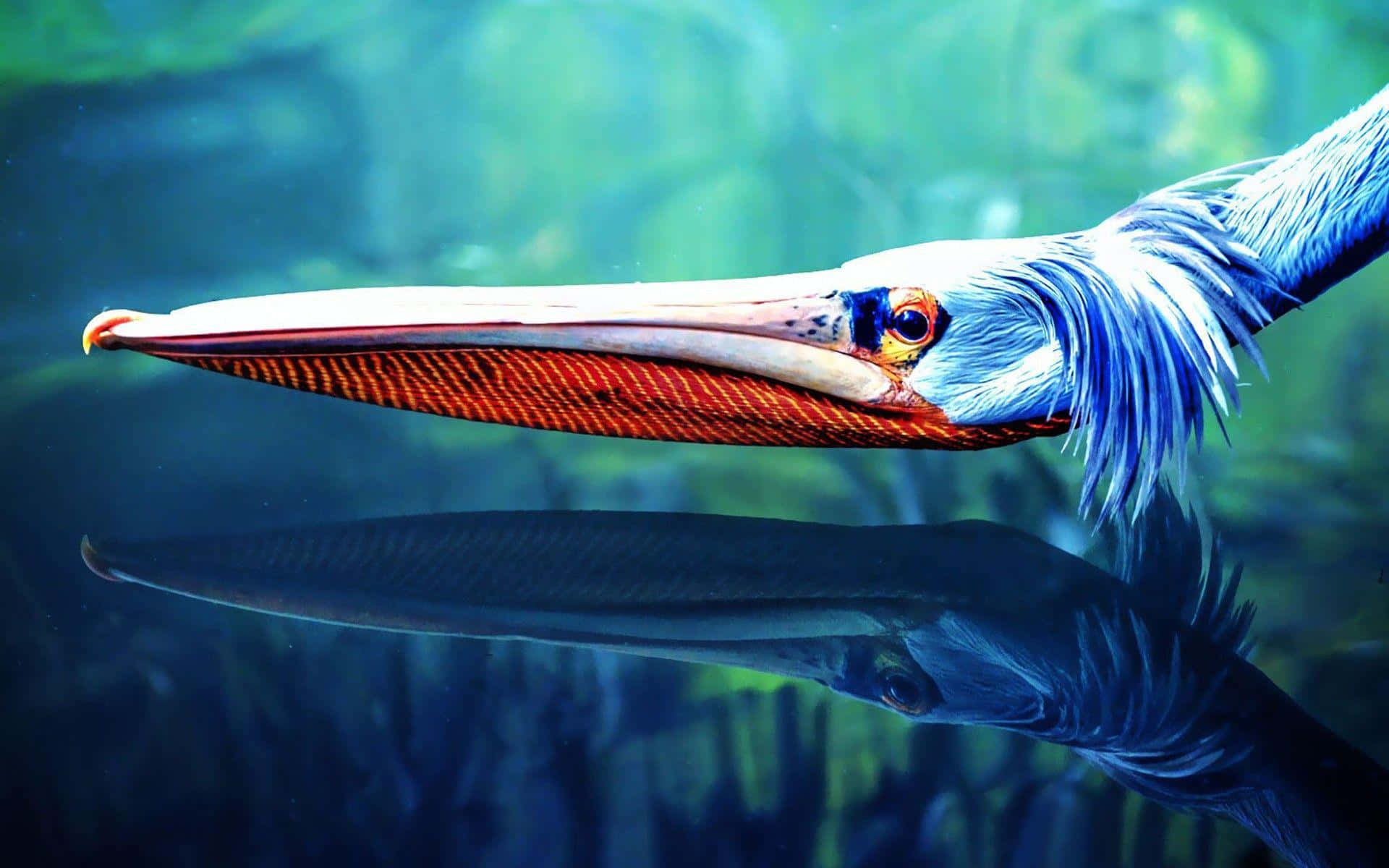 Pelican Reflectionin Water.jpg Wallpaper