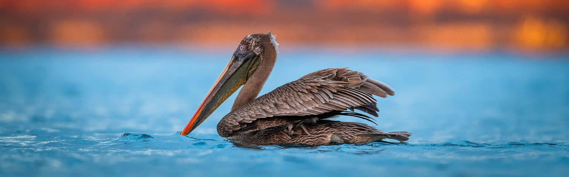 Pelican Sunset Swim.jpg Wallpaper