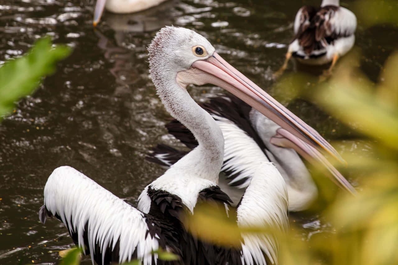 Pelican Waterfowl Sanctuary.jpg Wallpaper