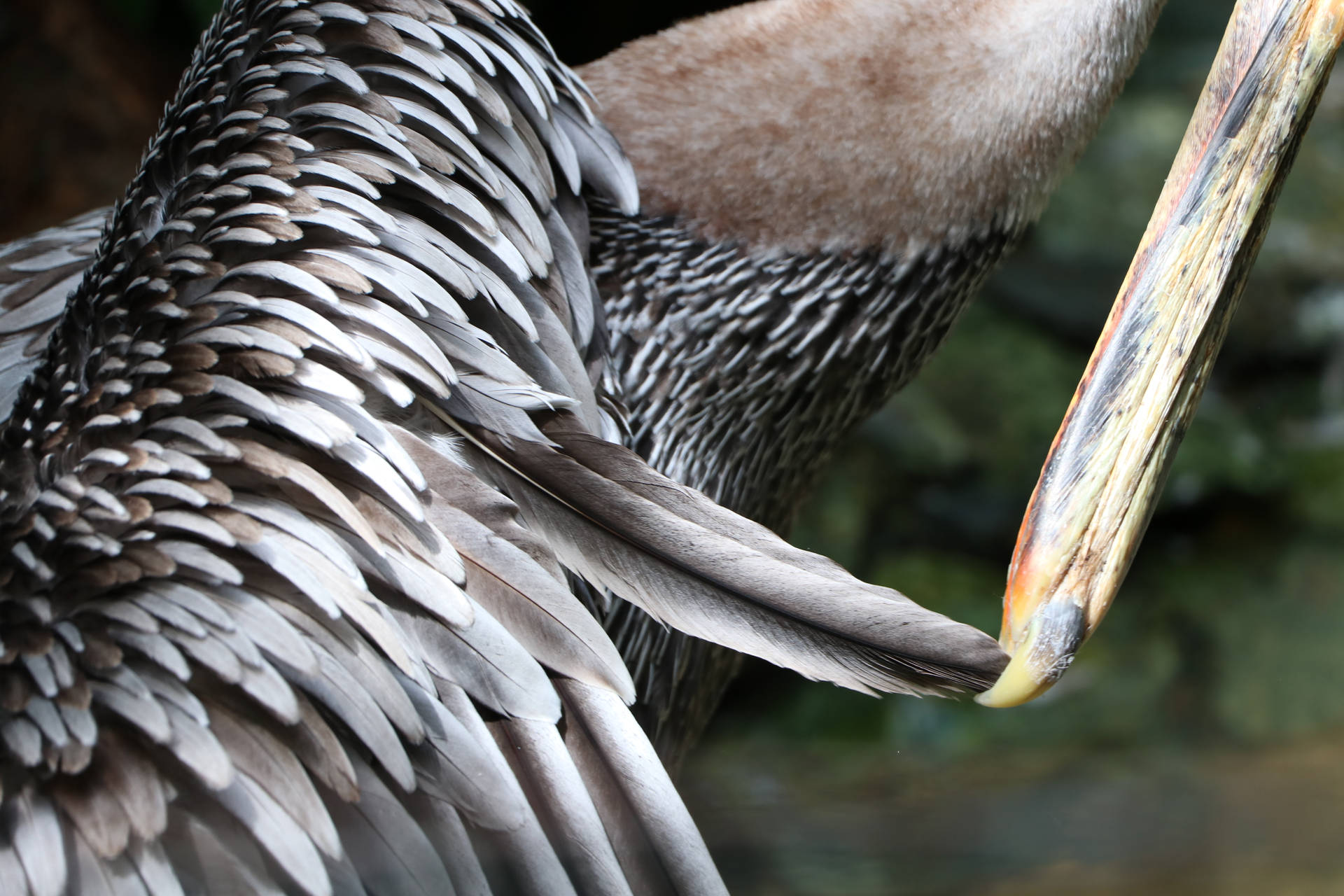 Pelicano-pardo De Belize Papel de Parede