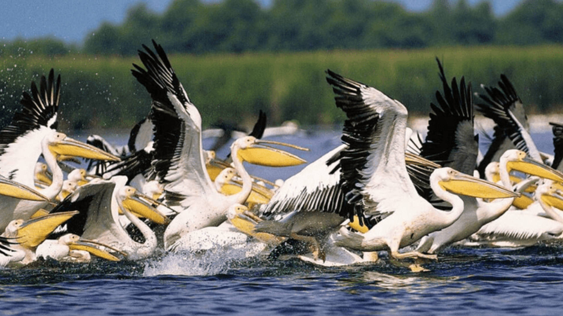 Pelicanosno Delta Do Danúbio Na Romênia. Papel de Parede