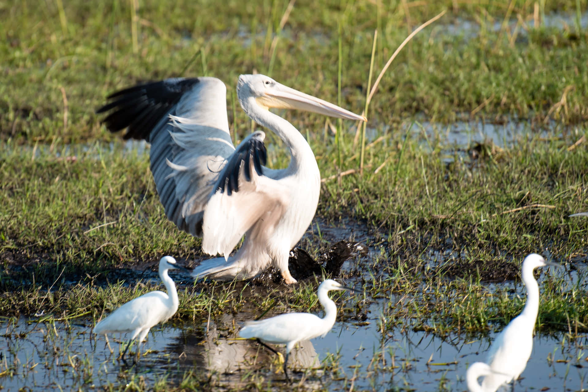 Pelicans Of Okavango Delta Wallpaper