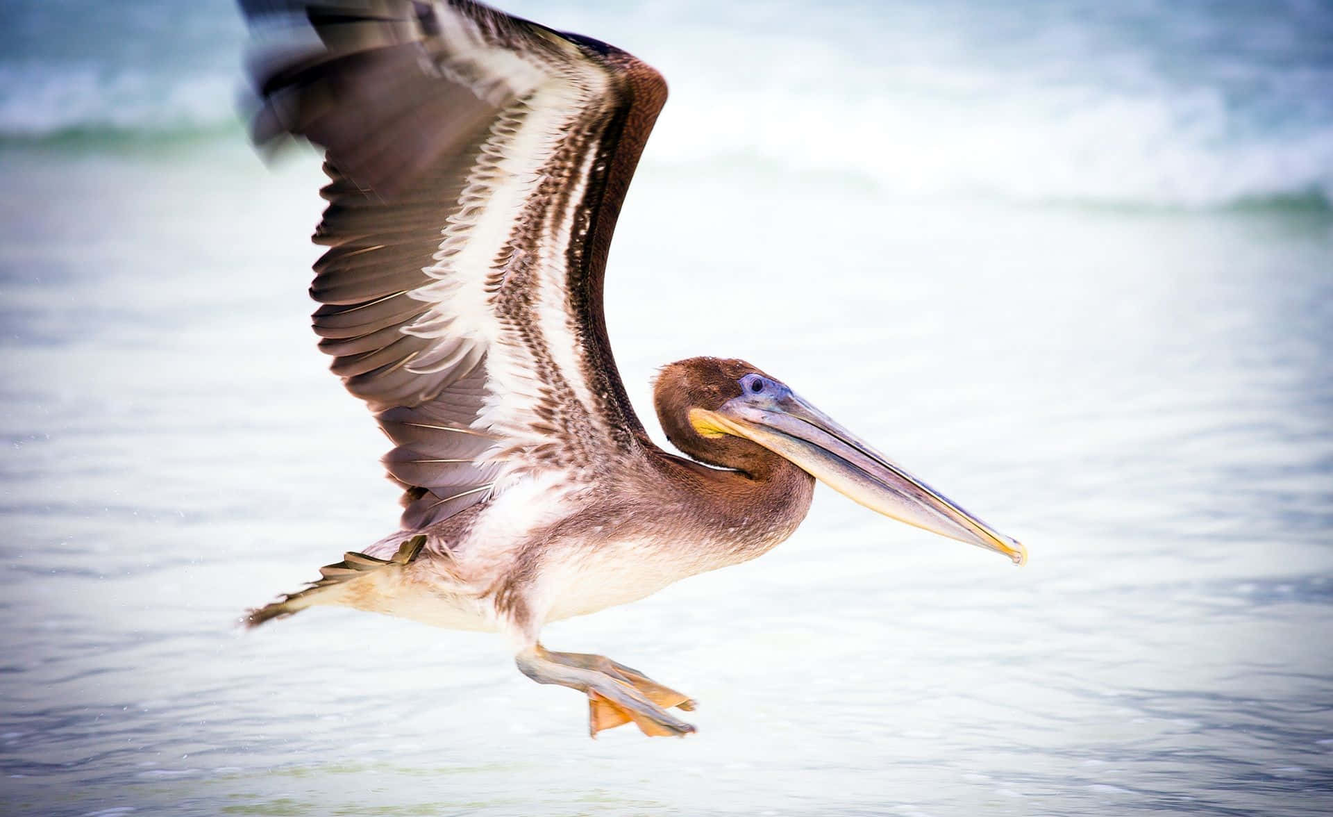 Majestic Pelicans Glide Over The Ocean