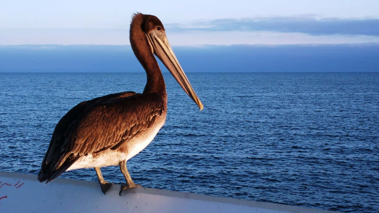 A Pelican Is Standing On A Railing