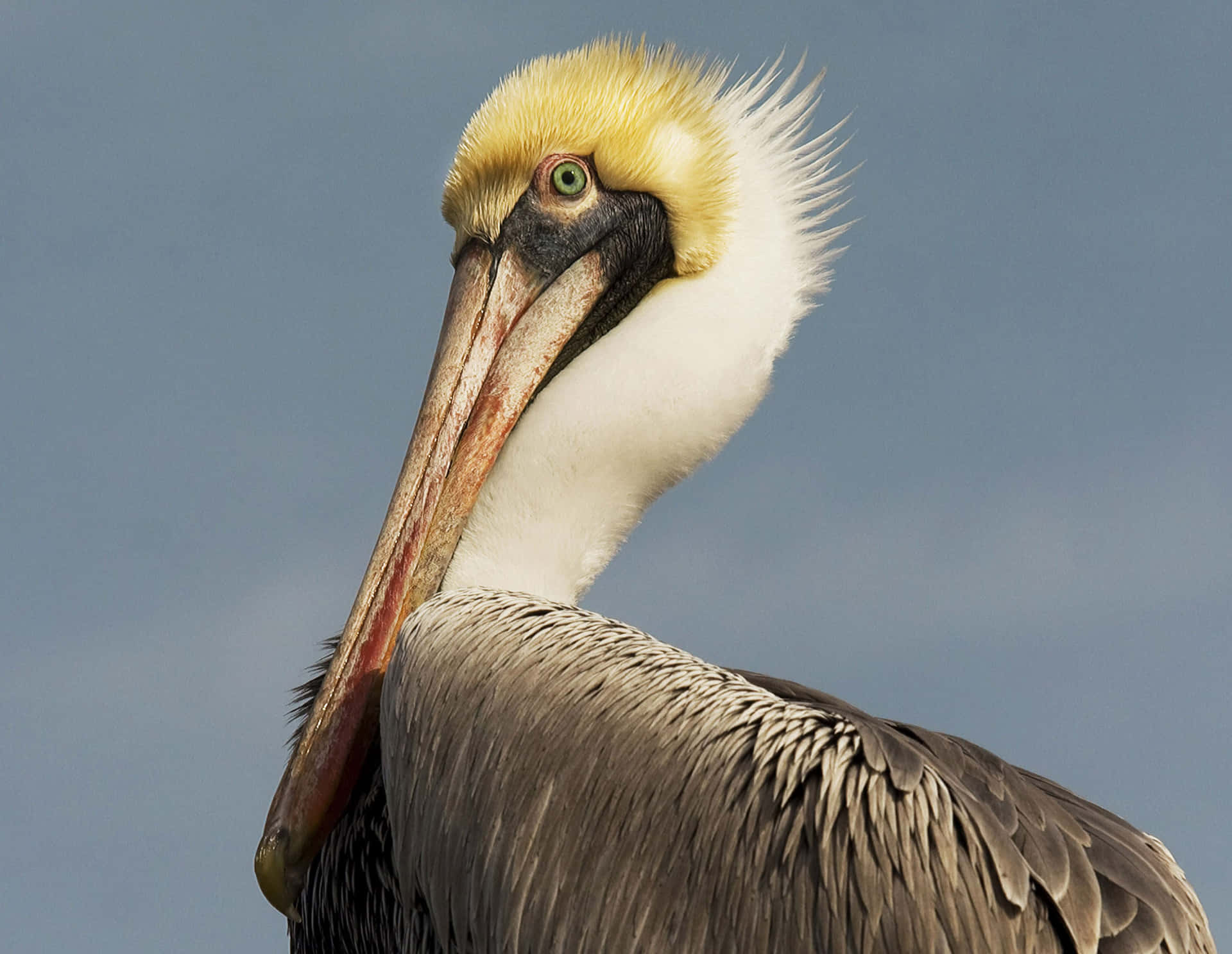 Pelicans Soar Over Stunning Waterfront