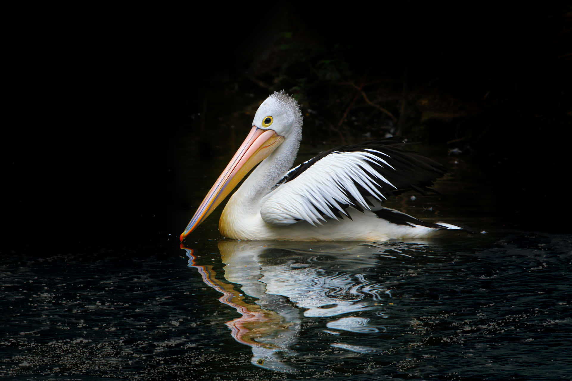 Umbando De Pelicanos Voando Acima De Um Corpo De Água