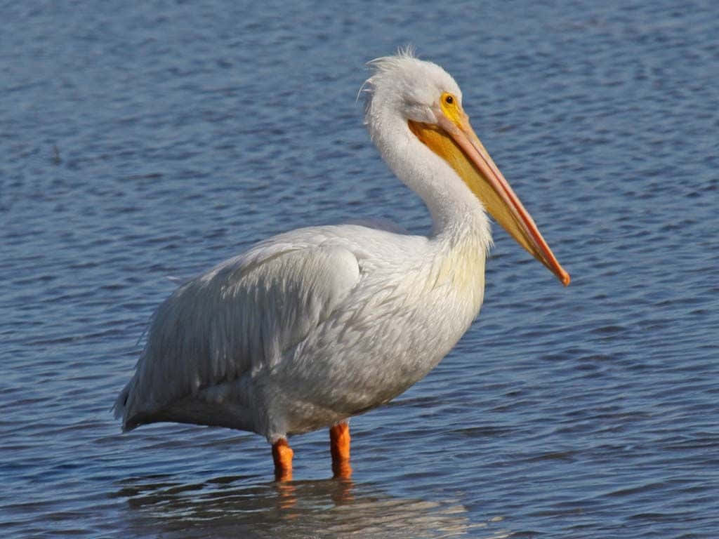 Majestic Pelicans Soaring on the Coast of Louisiana