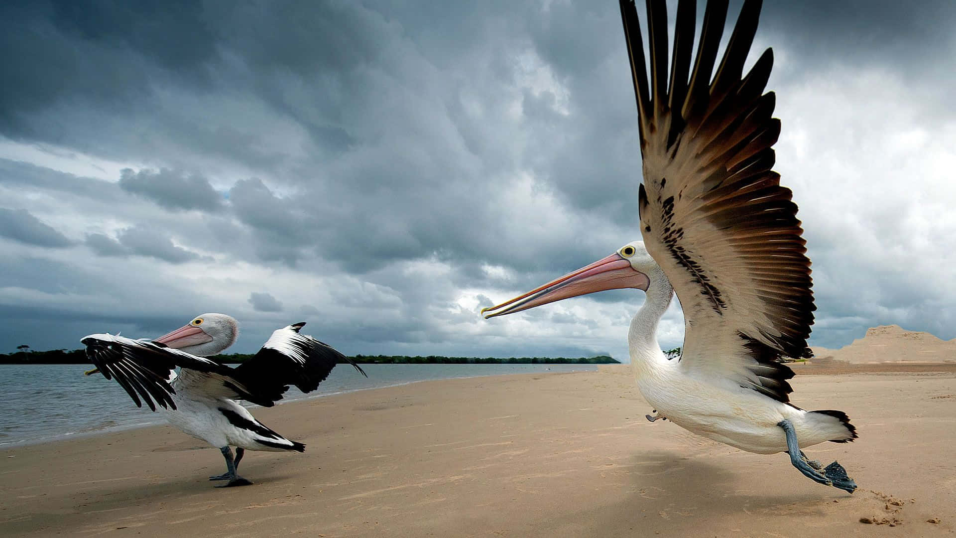 Pelikaner Flyver i Luften Over en Turkisblå Hav