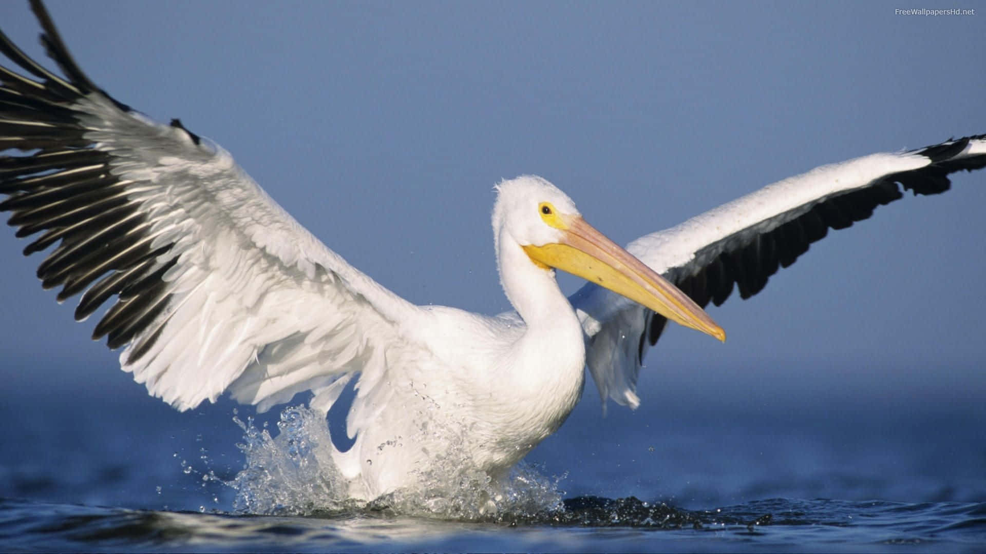 “Wings of Freedom: A flock of pelicans take flight.”