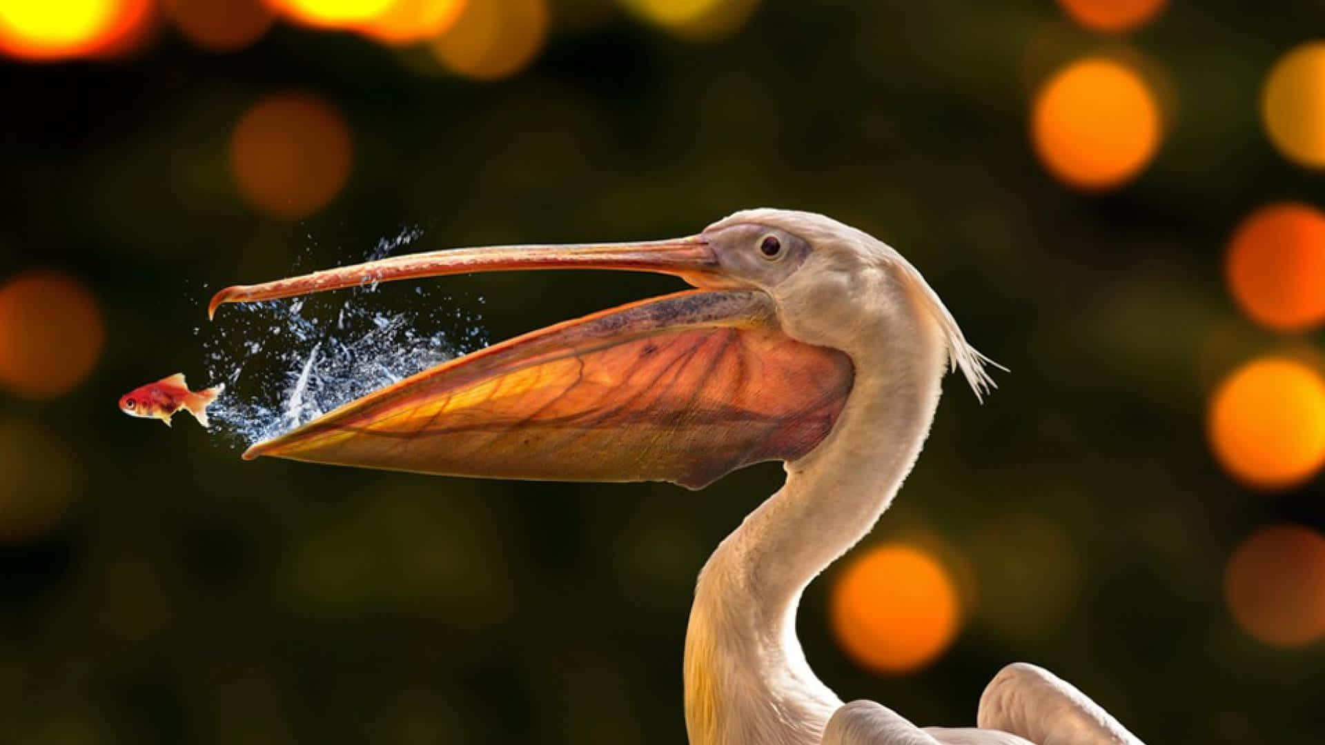Majestic Pelicans take flight