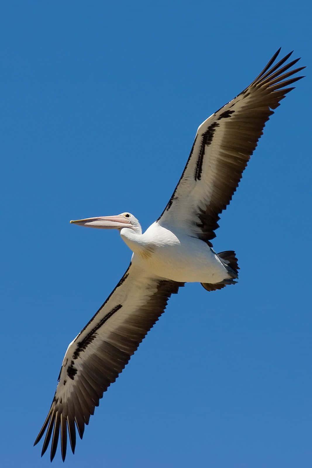 Pelicans Soaring Into The Sky