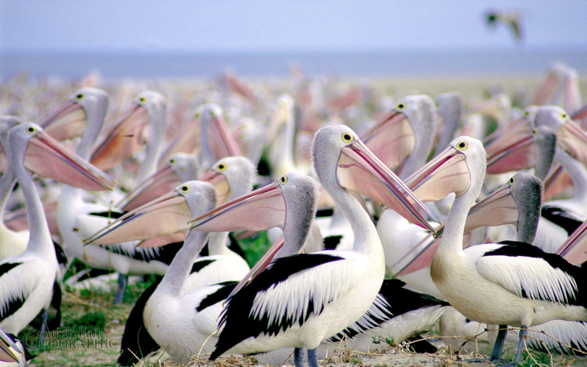 A flock of pelicans taking in the sun by the shore