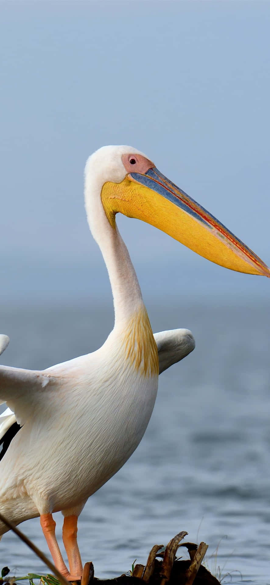 Image  Pelicans near the shoreline