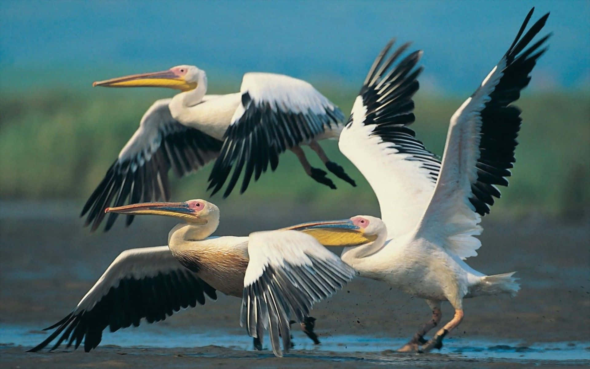 A Family of Pelicans Looks Calmly at the Rising Sun