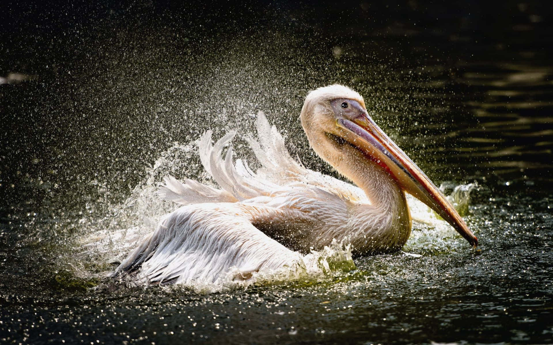 Family of Pelicans Ready to Take Flight